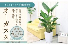 オーガスタ 8号 ホワイトスクエア陶器鉢SW 土の表面:ウッドチップ 【観葉植物 植物 オーガスタ 8号 鉢付 インテリア 部屋 室内 オフィス 癒し エコ グリーン マイナスイオン リラックス オシャレ おしゃれ ギフト プレゼント 贈り物 人気 おすすめ  福岡県筑前町 送料無料 AG016】