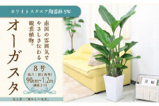 オーガスタ 8号 ホワイトスクエア陶器鉢SW 土の表面:ウッドチップ 【観葉植物 植物 オーガスタ 8号 鉢付 インテリア 部屋 室内 オフィス 癒し エコ グリーン マイナスイオン リラックス オシャレ おしゃれ ギフト プレゼント 贈り物 人気 おすすめ  福岡県筑前町 送料無料 AG016】