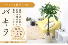 パキラ 8号 ホワイトバスケット鉢カバー 土の表面:ウッドチップ【観葉植物 植物 パキラ 8号 鉢付 インテリア 部屋 室内 オフィス 癒し エコ グリーン マイナスイオン リラックス オシャレ おしゃれ ギフト プレゼント 贈り物 人気 おすすめ  福岡県筑前町 送料無料 AG017】