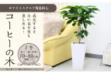 コーヒーの木 7号 ホワイトスクエア陶器G 土の表面:ウッドチップ【観葉植物 植物 コーヒー 樹木 7号 鉢付 インテリア 部屋 室内 オフィス 癒し エコ グリーン マイナスイオン リラックス オシャレ おしゃれ ギフト プレゼント 贈り物 人気 おすすめ  福岡県筑前町 送料無料 AG018】