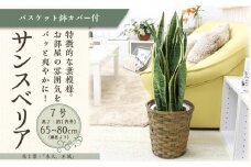 サンスベリア 7号 バスケット鉢カバー 土の表面:ウッドチップ【観葉植物 植物 サンスベリア 7号 バスケット 鉢付 インテリア 部屋 室内 オフィス 癒し エコ グリーン マイナスイオン リラックス オシャレ おしゃれ ギフト プレゼント 贈り物 人気 おすすめ  福岡県筑前町 送料無料 AG019】