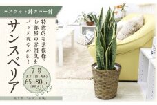 サンスベリア 7号 バスケット鉢カバー 土の表面:ウッドチップ【観葉植物 植物 サンスベリア 7号 バスケット 鉢付 インテリア 部屋 室内 オフィス 癒し エコ グリーン マイナスイオン リラックス オシャレ おしゃれ ギフト プレゼント 贈り物 人気 おすすめ  福岡県筑前町 送料無料 AG019】