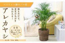 アレカヤシ 8号 ブラウンバスケット鉢カバー 土の表面:ウッドチップ 【観葉植物 植物 アレカヤシ 8号 バスケット 鉢付 インテリア 部屋 室内 オフィス 癒し エコ グリーン マイナスイオン リラックス オシャレ おしゃれ ギフト プレゼント 贈り物 人気 おすすめ  福岡県筑前町 送料無料 AG020】