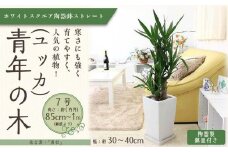 【観葉植物】青年の木(ユッカ) 7号 ホワイトスクエア陶器鉢 ストレート 【観葉植物 植物 鉢付 インテリア 部屋 室内 オフィス 癒し エコ グリーン マイナスイオン リラックス オシャレ おしゃれ ギフト プレゼント 贈り物 人気 おすすめ  福岡県筑前町 送料無料 AG023】