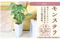 モンステラ 7号 スクエア陶器鉢 ストレート 土の表面:ウッドチップ【観葉植物 植物 モンステラ 7号 鉢付 インテリア 部屋 室内 オフィス 癒し エコ グリーン マイナスイオン リラックス オシャレ おしゃれ ギフト プレゼント 贈り物 人気 おすすめ  福岡県筑前町 送料無料 AG021】