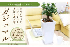 幸せを見守る樹 ガジュマル 7号 スクエア陶器鉢 ストレート 高さ:約45cm～60cm内外  【観葉植物 植物 がじゅまる ガジュマル 樹木 7号 鉢付 インテリア 部屋 室内 オフィス 癒し エコ グリーン マイナスイオン リラックス オシャレ おしゃれ ギフト プレゼント 贈り物 人気 おすすめ  福岡県筑前町 送料無料 AG027】