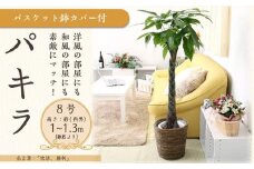 パキラ 8号 ブラウンバスケット鉢カバー 土の表面:ウッドチップ 【観葉植物 植物 パキラ 8号 バスケット 鉢付 インテリア 部屋 室内 オフィス 癒し エコ グリーン マイナスイオン リラックス オシャレ おしゃれ ギフト プレゼント 贈り物 人気 おすすめ  福岡県筑前町 送料無料 AG028】