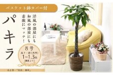 パキラ 8号 ブラウンバスケット鉢カバー 土の表面:ウッドチップ 【観葉植物 植物 パキラ 8号 バスケット 鉢付 インテリア 部屋 室内 オフィス 癒し エコ グリーン マイナスイオン リラックス オシャレ おしゃれ ギフト プレゼント 贈り物 人気 おすすめ  福岡県筑前町 送料無料 AG028】