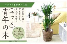 【観葉植物】青年の木（ユッカ） 7号 ブラウンバスケット鉢カバー 土の表面：ウッドチップ 【観葉植物 植物 鉢付 インテリア 部屋 室内 オフィス 癒し エコ グリーン マイナスイオン リラックス オシャレ おしゃれ ギフト プレゼント 贈り物 人気 おすすめ  福岡県筑前町 送料無料 AG029】
