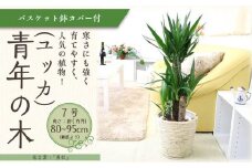 【観葉植物】青年の木（ユッカ） 7号 ホワイトバスケット鉢カバー 土の表面：ウッドチップ 【観葉植物 植物 鉢付 インテリア 部屋 室内 オフィス 癒し エコ グリーン マイナスイオン リラックス オシャレ おしゃれ ギフト プレゼント 贈り物 人気 おすすめ  福岡県筑前町 送料無料 AG030】