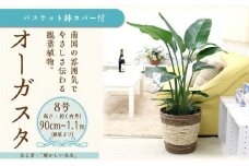 オーガスタ 8号 ストライプバスケット鉢カバー 土の表面：ウッドチップ 【観葉植物 植物 オーガスタ バスケット 鉢付 インテリア 部屋 室内 オフィス 癒し エコ グリーン マイナスイオン リラックス オシャレ おしゃれ ギフト プレゼント 贈り物 人気 おすすめ  福岡県筑前町 送料無料 AG033】