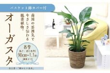 オーガスタ 8号 ブラウンバスケット鉢カバー 土の表面：ウッドチップ【観葉植物 植物 オーガスタ 8号 バスケット 鉢付 インテリア 部屋 室内 オフィス 癒し エコ グリーン マイナスイオン リラックス オシャレ おしゃれ ギフト プレゼント 贈り物 人気 おすすめ  福岡県筑前町 送料無料 AG032】