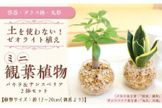 土を使わないで清潔なミニ観葉植物 ゼオライト植え・ガラス鉢 丸形 2鉢セット（パキラとサンスベリア）【観葉植物 植物 土いらず ミニ植物 パキラ サンスベリア ゼオライト 清潔 鉢付 インテリア 部屋 室内 オフィス 癒し エコ グリーン マイナスイオン リラックス オシャレ おしゃれ ギフト プレゼント 贈り物 人気 おすすめ  福岡県筑前町 送料無料 AG034】