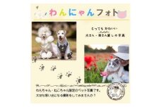 わんにゃんフォト 60分 50枚分【写真 フォト 記念 ペット犬 猫 ファミリー思い出 アルバム 福岡県 筑前町 送料無料 DU004】