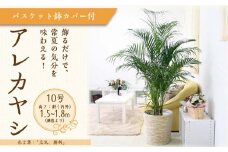 アレカヤシ 10号 ホワイトバスケット鉢カバー 土の表面:ウッドチップ 【観葉植物 植物 アレカヤシ 10号 バスケット 鉢付 インテリア 部屋 室内 オフィス 癒し エコ グリーン マイナスイオン リラックス オシャレ おしゃれ ギフト プレゼント 贈り物 人気 おすすめ  福岡県筑前町 送料無料 AG036】