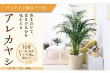 アレカヤシ 10号 ホワイトバスケット鉢カバー 土の表面:ウッドチップ 【観葉植物 植物 アレカヤシ 10号 バスケット 鉢付 インテリア 部屋 室内 オフィス 癒し エコ グリーン マイナスイオン リラックス オシャレ おしゃれ ギフト プレゼント 贈り物 人気 おすすめ  福岡県筑前町 送料無料 AG036】