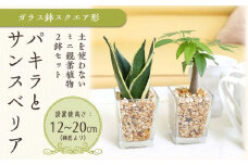 土を使わないで清潔なミニ観葉植物 ゼオライト植え・ガラス鉢 スクエア形 2鉢セット（パキラとサンスベリア）【観葉植物 植物 土いらず ゼオライト ミニ植物 パキラ サンスベリア 鉢付 インテリア 部屋 室内 オフィス 癒し エコ グリーン マイナスイオン リラックス オシャレ おしゃれ ギフト プレゼント 贈り物 人気 おすすめ  福岡県筑前町 送料無料 AG035】