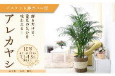 アレカヤシ 10号 ストライプバスケット鉢カバー 土の表面:ウッドチップ 【観葉植物 植物 アレカヤシ 10号 バスケット 鉢付 インテリア 部屋 室内 オフィス 癒し エコ グリーン マイナスイオン リラックス オシャレ おしゃれ ギフト プレゼント 贈り物 人気 おすすめ  福岡県筑前町 送料無料 AG037】
