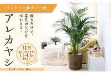 アレカヤシ 10号 ブラウンバスケット鉢カバー 土の表面:ウッドチップ 【観葉植物 植物 アレカヤシ 10号 バスケット 鉢付 インテリア 部屋 室内 オフィス 癒し エコ グリーン マイナスイオン リラックス オシャレ おしゃれ ギフト プレゼント 贈り物 人気 おすすめ  福岡県筑前町 送料無料 AG038】