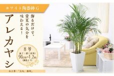 アレカヤシ 8号 ホワイト陶器鉢 Ｇタイプ 土の表面:ウッドチップ【観葉植物 植物 アレカヤシ 8号 鉢付 インテリア 部屋 室内 オフィス 癒し エコ グリーン マイナスイオン リラックス オシャレ おしゃれ ギフト プレゼント 贈り物 人気 おすすめ  福岡県筑前町 送料無料 AG039】