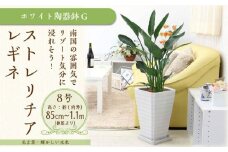 ストレリチア レギネ 8号 ホワイト陶器鉢 G【観葉植物 植物 ストレリチア レギネ 8号 鉢付 インテリア 部屋 室内 オフィス 癒し エコ グリーン マイナスイオン リラックス オシャレ おしゃれ ギフト プレゼント 贈り物 人気 おすすめ  福岡県筑前町 送料無料 AG040】