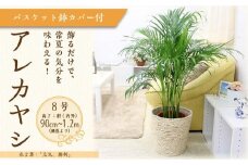 アレカヤシ 8号 ホワイトバスケット鉢カバー 土の表面:ウッドチップ 【観葉植物 植物 アレカヤシ 8号 バスケット 鉢付 インテリア 部屋 室内 オフィス 癒し エコ グリーン マイナスイオン リラックス オシャレ おしゃれ ギフト プレゼント 贈り物 人気 おすすめ  福岡県筑前町 送料無料 AG042】