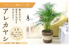 アレカヤシ 8号 ストライプバスケット鉢カバー 土の表面:ウッドチップ 【観葉植物 植物 アレカヤシ 8号 バスケット 鉢付 インテリア 部屋 室内 オフィス 癒し エコ グリーン マイナスイオン リラックス オシャレ おしゃれ ギフト プレゼント 贈り物 人気 おすすめ  福岡県筑前町 送料無料 AG041】