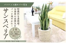 サンスベリア 7号 ホワイトバスケット鉢カバー 土の表面：ウッドチップ 土の表面:ウッドチップ【観葉植物 植物 サンスベリア 7号 バスケット 鉢付 インテリア 部屋 室内 オフィス 癒し エコ グリーン マイナスイオン リラックス オシャレ おしゃれ ギフト プレゼント 贈り物 人気 おすすめ  福岡県筑前町 送料無料 AG043】