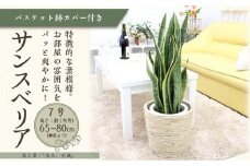 サンスベリア 7号 ホワイトバスケット鉢カバー 土の表面：ウッドチップ 土の表面:ウッドチップ【観葉植物 植物 サンスベリア 7号 バスケット 鉢付 インテリア 部屋 室内 オフィス 癒し エコ グリーン マイナスイオン リラックス オシャレ おしゃれ ギフト プレゼント 贈り物 人気 おすすめ  福岡県筑前町 送料無料 AG043】