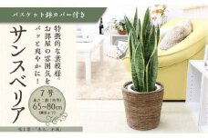 サンスベリア 7号 ブラウンバスケット鉢カバー 土の表面:ウッドチップ 【観葉植物 植物 サンスベリア 7号 バスケット 鉢付 インテリア 部屋 室内 オフィス 癒し エコ グリーン マイナスイオン リラックス オシャレ おしゃれ ギフト プレゼント 贈り物 人気 おすすめ  福岡県筑前町 送料無料 AG044】