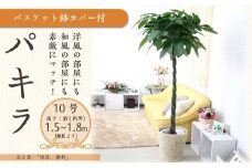 パキラ 10号 ホワイトバスケット鉢カバー 土の表面:ウッドチップ【観葉植物 植物 パキラ 10号 バスケット 鉢付 インテリア 部屋 室内 オフィス 癒し エコ グリーン マイナスイオン リラックス オシャレ おしゃれ ギフト プレゼント 贈り物 人気 おすすめ  福岡県筑前町 送料無料 AG046】