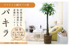 パキラ 10号 ブラウンバスケット鉢カバー 土の表面:ウッドチップ【観葉植物 植物 パキラ 10号 バスケット 鉢付 インテリア 部屋 室内 オフィス 癒し エコ グリーン マイナスイオン リラックス オシャレ おしゃれ ギフト プレゼント 贈り物 人気 おすすめ  福岡県筑前町 送料無料 AG047】