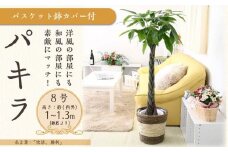 パキラ 8号 ストライプバスケット鉢カバー 土の表面:ウッドチップ【観葉植物 植物 パキラ 8号 バスケット 鉢付 インテリア 部屋 室内 オフィス 癒し エコ グリーン マイナスイオン リラックス オシャレ おしゃれ ギフト プレゼント 贈り物 人気 おすすめ  福岡県筑前町 送料無料 AG045】