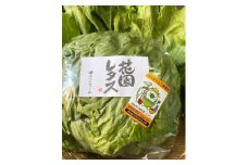 畑直送　花園レタス　6個入り（2Lサイズ）【野菜 生野菜 レタス サラダ サンドイッチ お弁当 新鮮 シャキシャキ ヘルシー 産地直送 花園レタス ふくおかエコ農産物 認定 鍋 チャーハン 浅漬け 畑直送 筑前町産 ふるさと納税 送料無料 FO001】