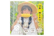 ＜2025年6月発送＞【完熟メロンのように甘い】朝採り!スイートコーン　約4kg（8～10本）【プレゼントにもオススメ】