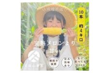 ＜2026年6月発送＞【完熟メロンのように甘い】朝採り!スイートコーン　約4kg（8～10本）【プレゼントにもオススメ】