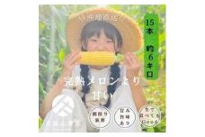 ＜2026年6月発送＞【完熟メロンのように甘い】朝採り!スイートコーン　約6kg15本前後【プレゼントにもオススメ】