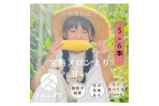 ＜2025年6月発送＞完熟メロンのように甘い朝採り!スイートコーン約5本　ちょっと食べてみたい方におすすめ!(約2kg)