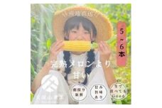 ＜2026年6月発送＞完熟メロンのように甘い朝採り!スイートコーン約5本　ちょっと食べてみたい方におすすめ!(約2kg)