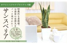 【観葉植物】サンスベリア 5号 ホワイトスクエアプラスチック鉢 土の表面:ウッドチップ｜観葉植物 インテリア 部屋 おしゃれ 福岡県筑前町 送料無料