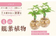 【観葉植物】土を使わないで清潔なミニ観葉植物 ゼオライト植え・ガラス鉢 丸形 2鉢セット（パキラ）｜観葉植物 インテリア 部屋 おしゃれ 福岡県筑前町 送料無料