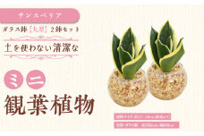 【観葉植物】土を使わないで清潔なミニ観葉植物 ゼオライト植え・ガラス鉢 丸形 2鉢セット（サンスベリア）｜観葉植物 インテリア 部屋 おしゃれ 福岡県筑前町 送料無料