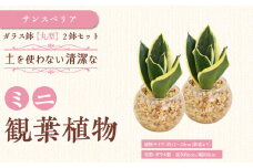 【観葉植物】土を使わないで清潔なミニ観葉植物 ゼオライト植え・ガラス鉢 丸形 2鉢セット（サンスベリア）｜観葉植物 インテリア 部屋 おしゃれ 福岡県筑前町 送料無料