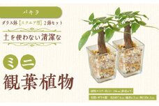 【観葉植物】土を使わないで清潔なミニ観葉植物 ゼオライト植え・ガラス鉢 スクエア形 2鉢セット（パキラ）｜観葉植物 インテリア 部屋 おしゃれ 福岡県筑前町 送料無料