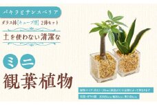 【観葉植物】土を使わないで清潔なミニ観葉植物 ゼオライト植え・ガラス鉢 キューブ形 2鉢セット（パキラとサンスベリア）｜観葉植物 インテリア 部屋 おしゃれ 福岡県筑前町 送料無料