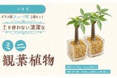 【観葉植物】土を使わないで清潔なミニ観葉植物 ゼオライト植え・ガラス鉢 キューブ形 2鉢セット（パキラ）｜観葉植物 インテリア 部屋 おしゃれ 福岡県筑前町 送料無料