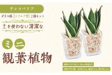 【観葉植物】土を使わないで清潔なミニ観葉植物 ゼオライト植え・ガラス鉢 スクエア形 2鉢セット（サンスベリア）｜観葉植物 インテリア 部屋 おしゃれ 福岡県筑前町 送料無料