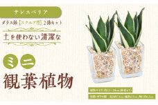 【観葉植物】土を使わないで清潔なミニ観葉植物 ゼオライト植え・ガラス鉢 スクエア形 2鉢セット（サンスベリア）｜観葉植物 インテリア 部屋 おしゃれ 福岡県筑前町 送料無料