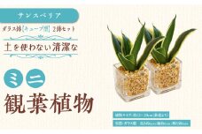 【観葉植物】土を使わないで清潔なミニ観葉植物 ゼオライト植え・ガラス鉢 キューブ形 2鉢セット（サンスベリア）｜観葉植物 インテリア 部屋 おしゃれ 福岡県筑前町 送料無料