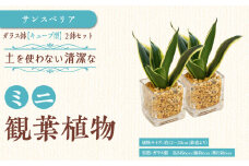 【観葉植物】土を使わないで清潔なミニ観葉植物 ゼオライト植え・ガラス鉢 キューブ形 2鉢セット（サンスベリア）｜観葉植物 インテリア 部屋 おしゃれ 福岡県筑前町 送料無料